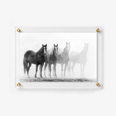 Dramatic black and white image of horses 