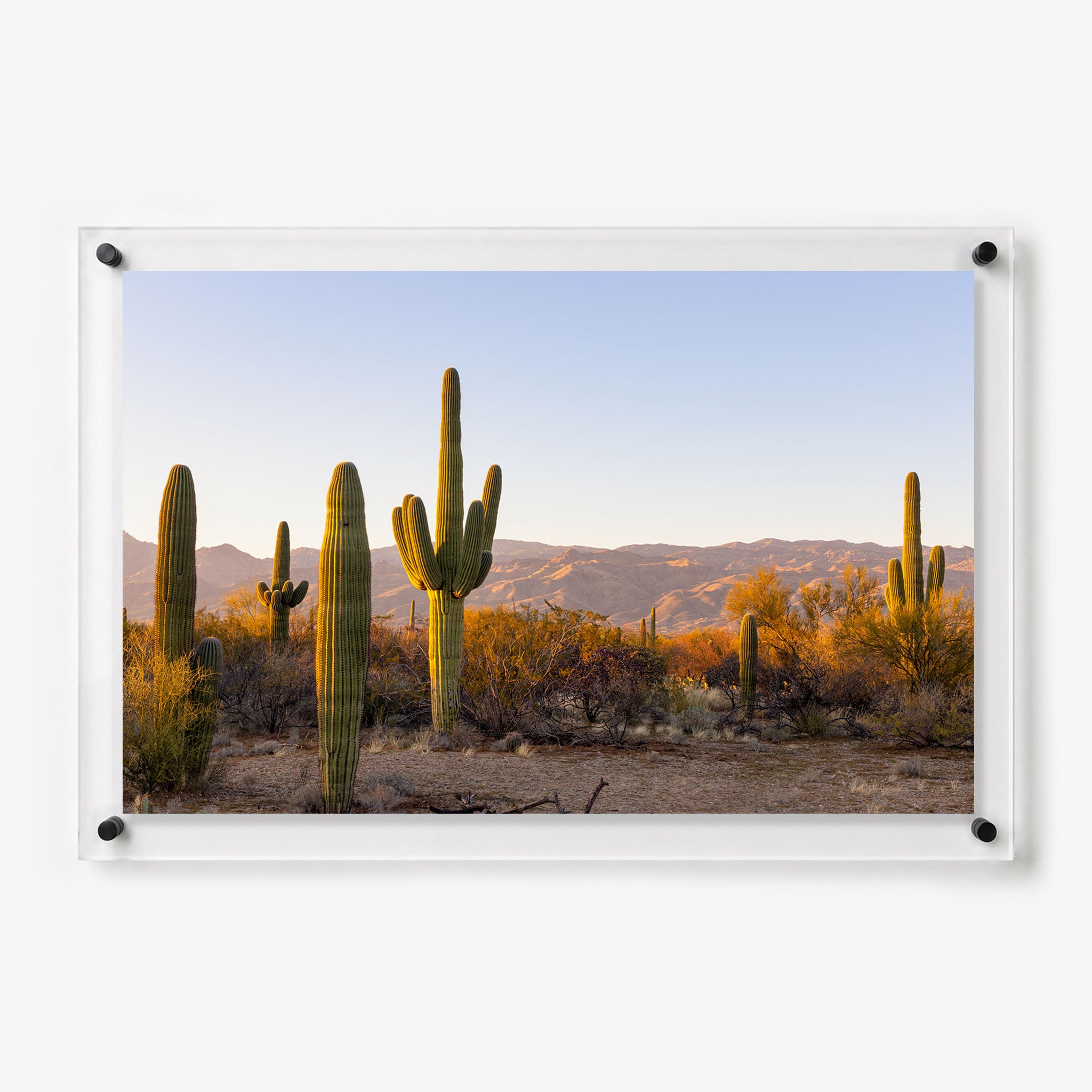 Acrylic wall art featuring tall saguaro cacti glowing in warm desert sunlight 