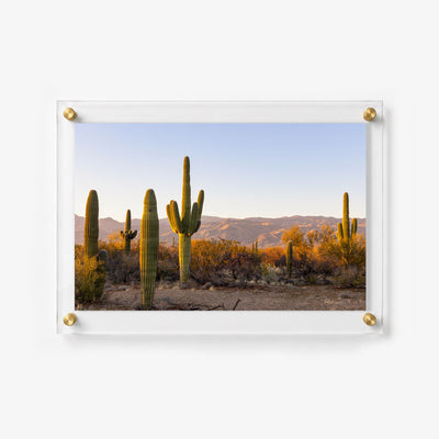 Sunlit saguaro cacti standing among dry brush beneath a clear blue sky