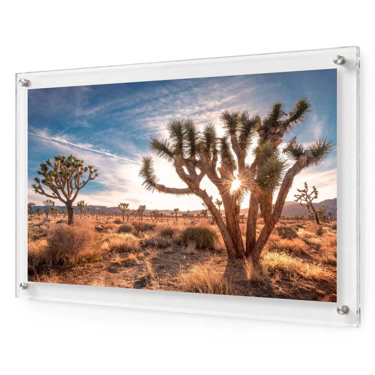 Desert Revival Acrylic Wall Art Print