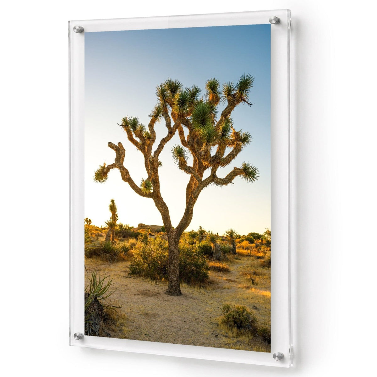 Joshua Glow Acrylic Wall Art Print