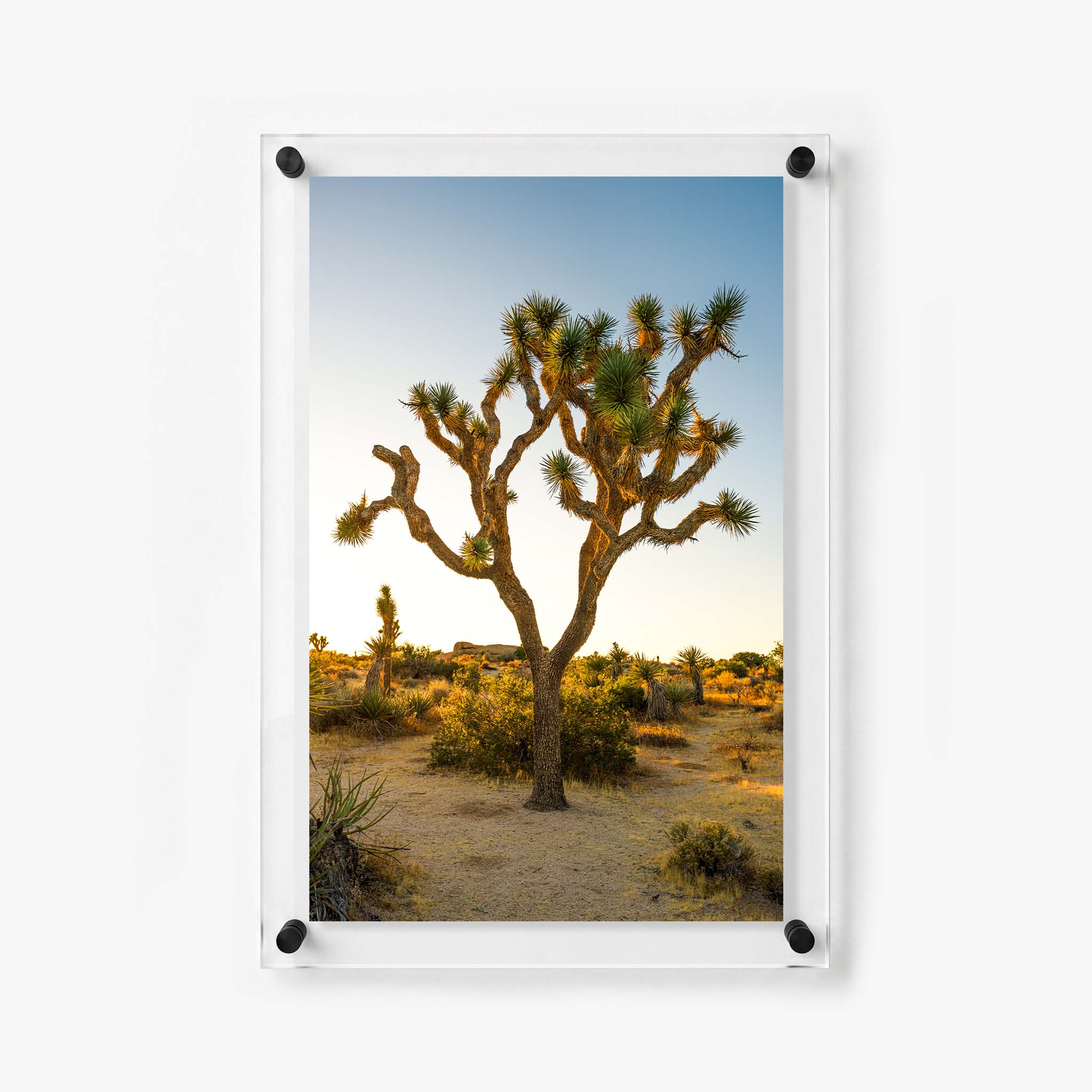 Southwest acrylic wall art print featuring a sculptural Joshua tree 