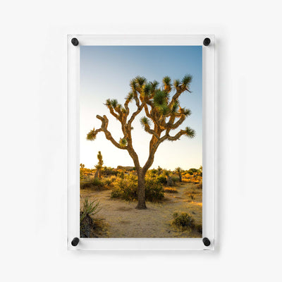 Southwest acrylic wall art print featuring a sculptural Joshua tree 