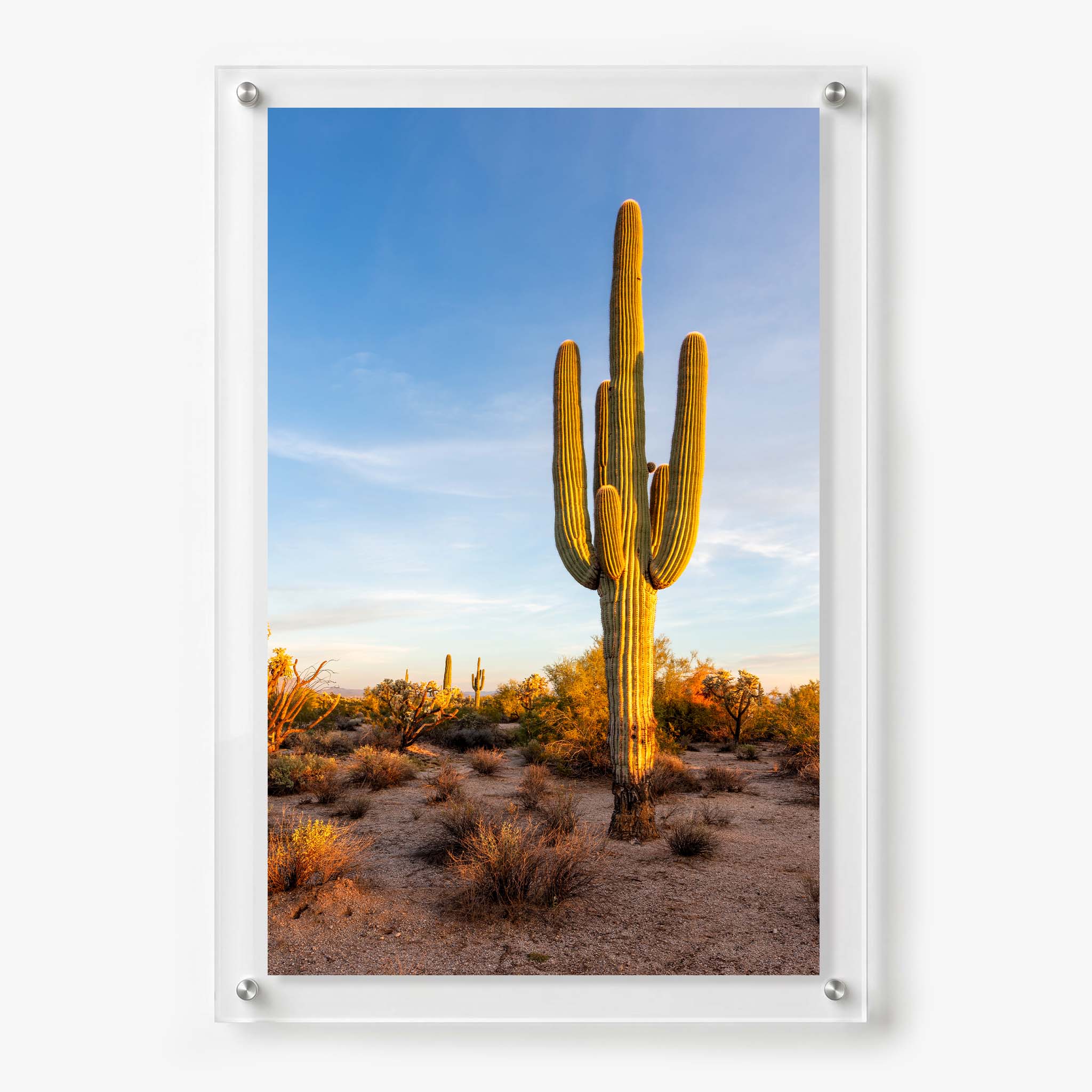 Acrylic wall art featuring a tall saguaro cactus glowing in warm desert sunlight