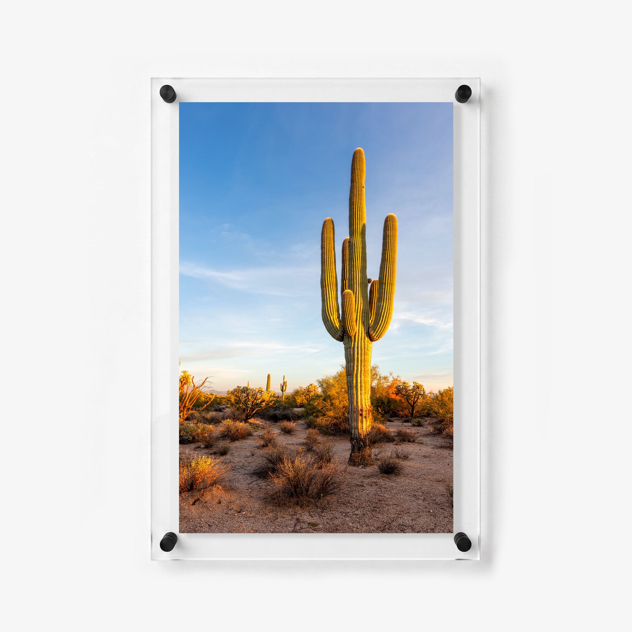 Southwest desert wall art showing a tall saguaro cactus in warm evening light