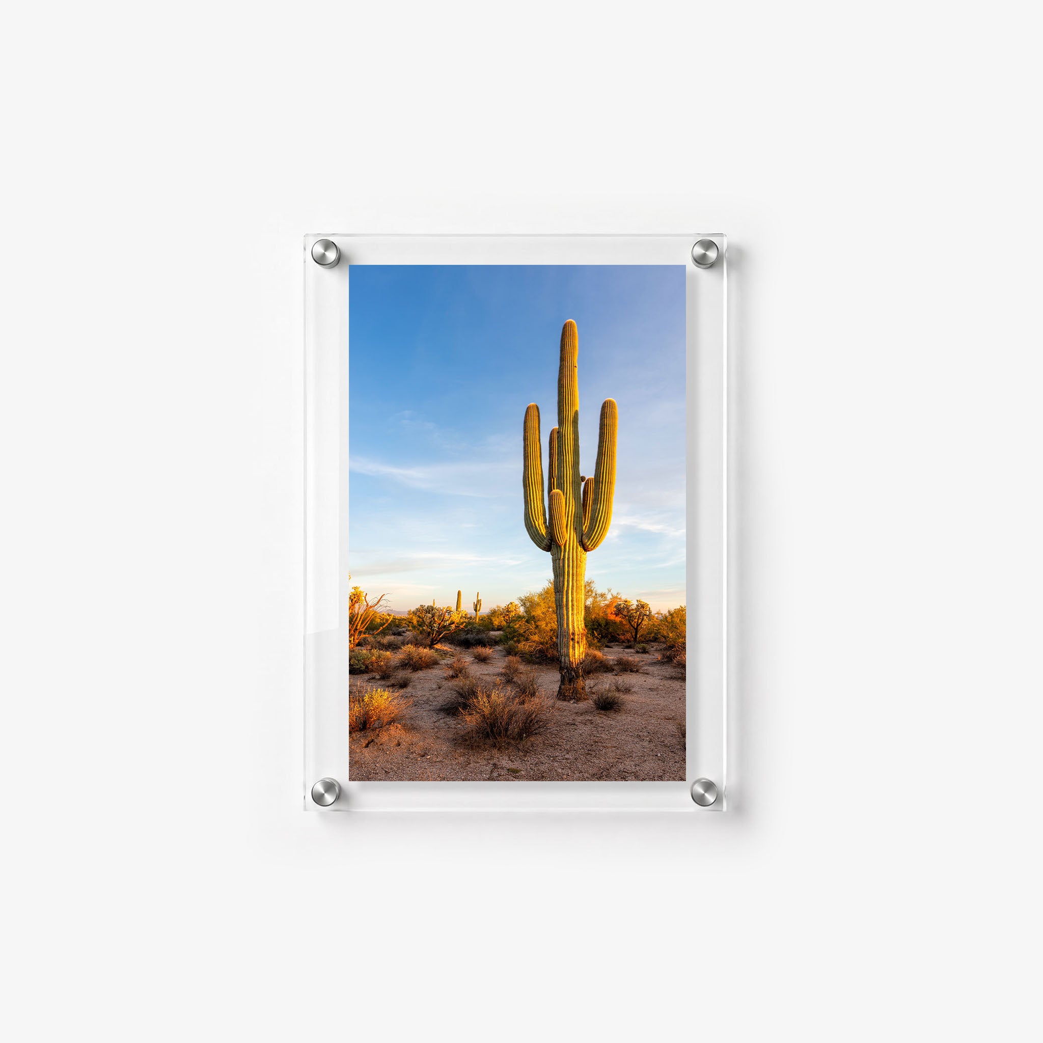 Sunlit saguaro cactus rising above a quiet Arizona desert 