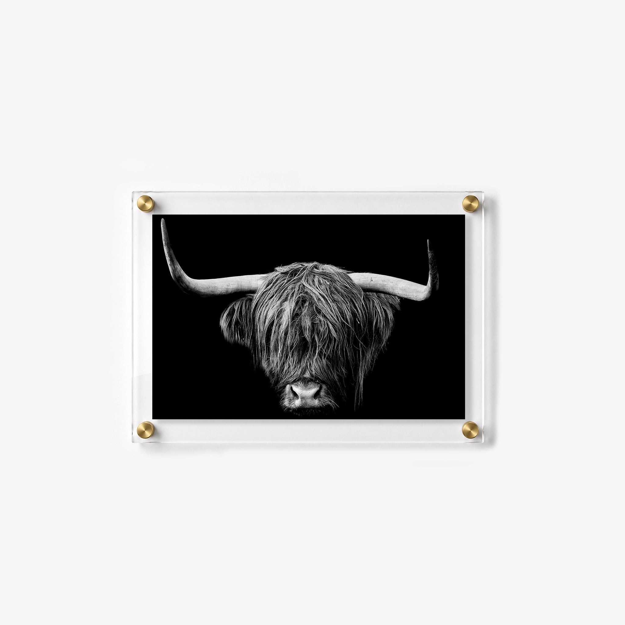 High contrast photograph of a horned Highland cow with long and layered hair