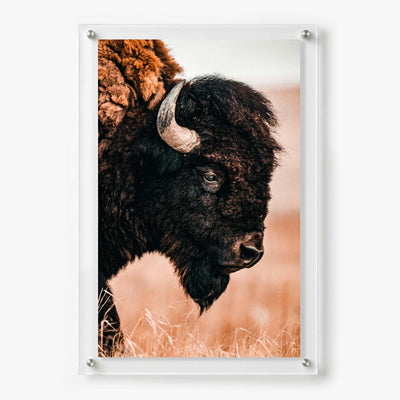 Acrylic wall art featuring a close up portrait of an American bison 