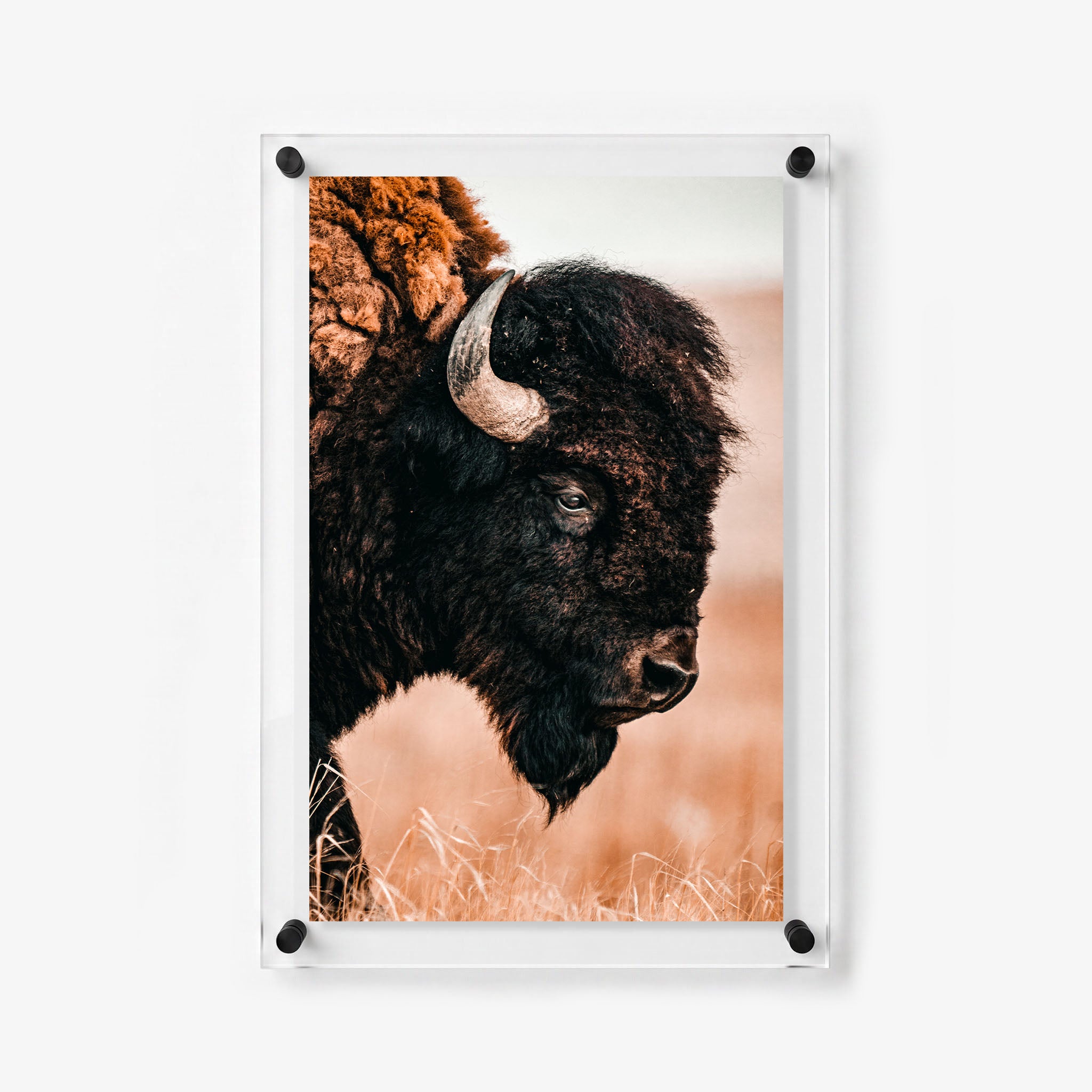 Powerful bison with curved horns and thick dark fur shown in a vertical wildlife print