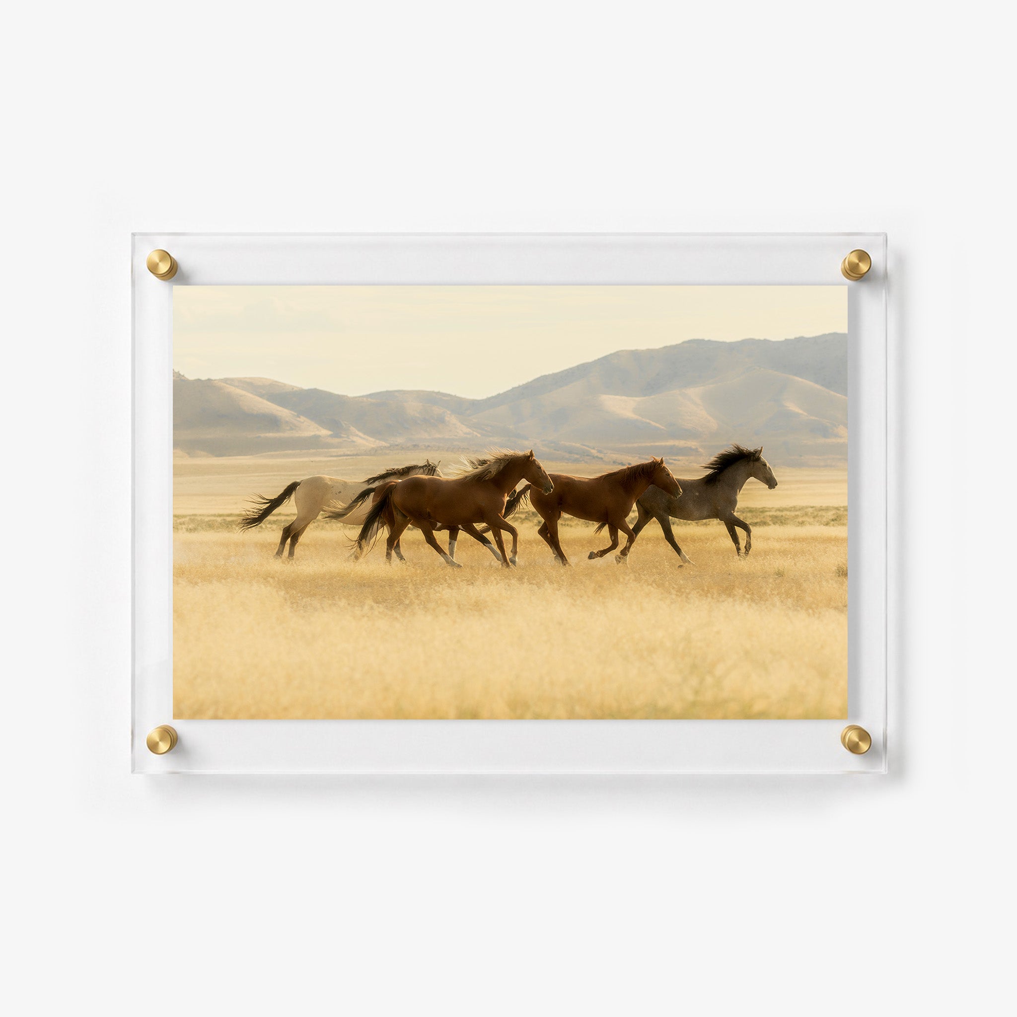 Horses running together through dry golden grass in a peaceful mountain landscape
