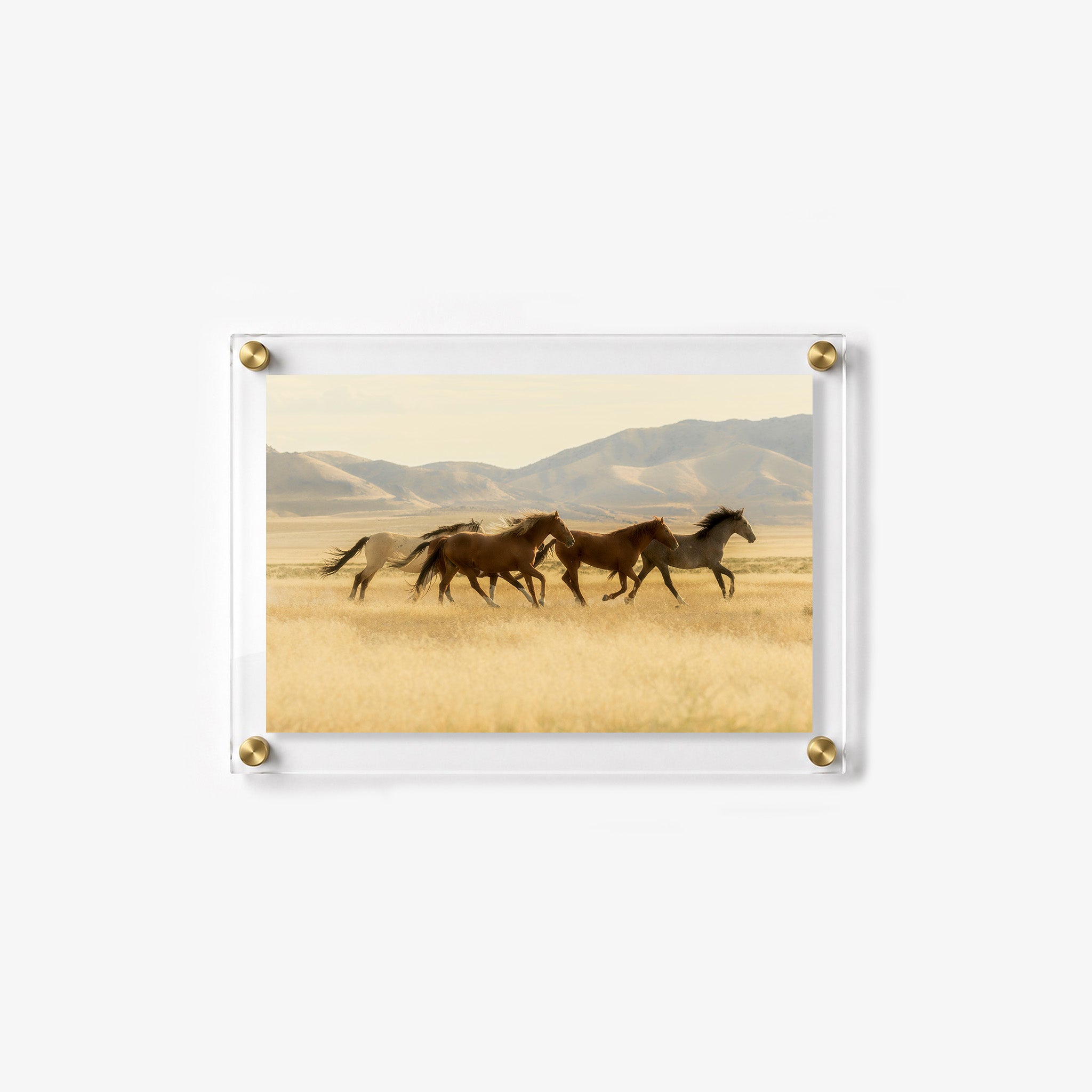 Herd of brown, gray, and white horses wall art