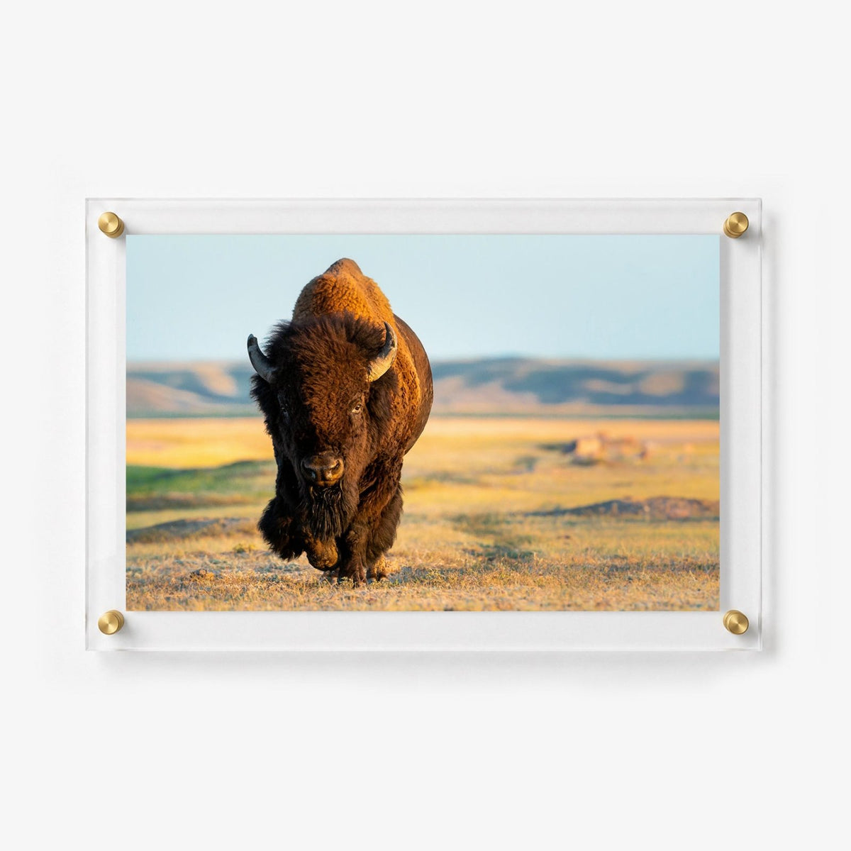 Wild Plains Acrylic Wall Art Print