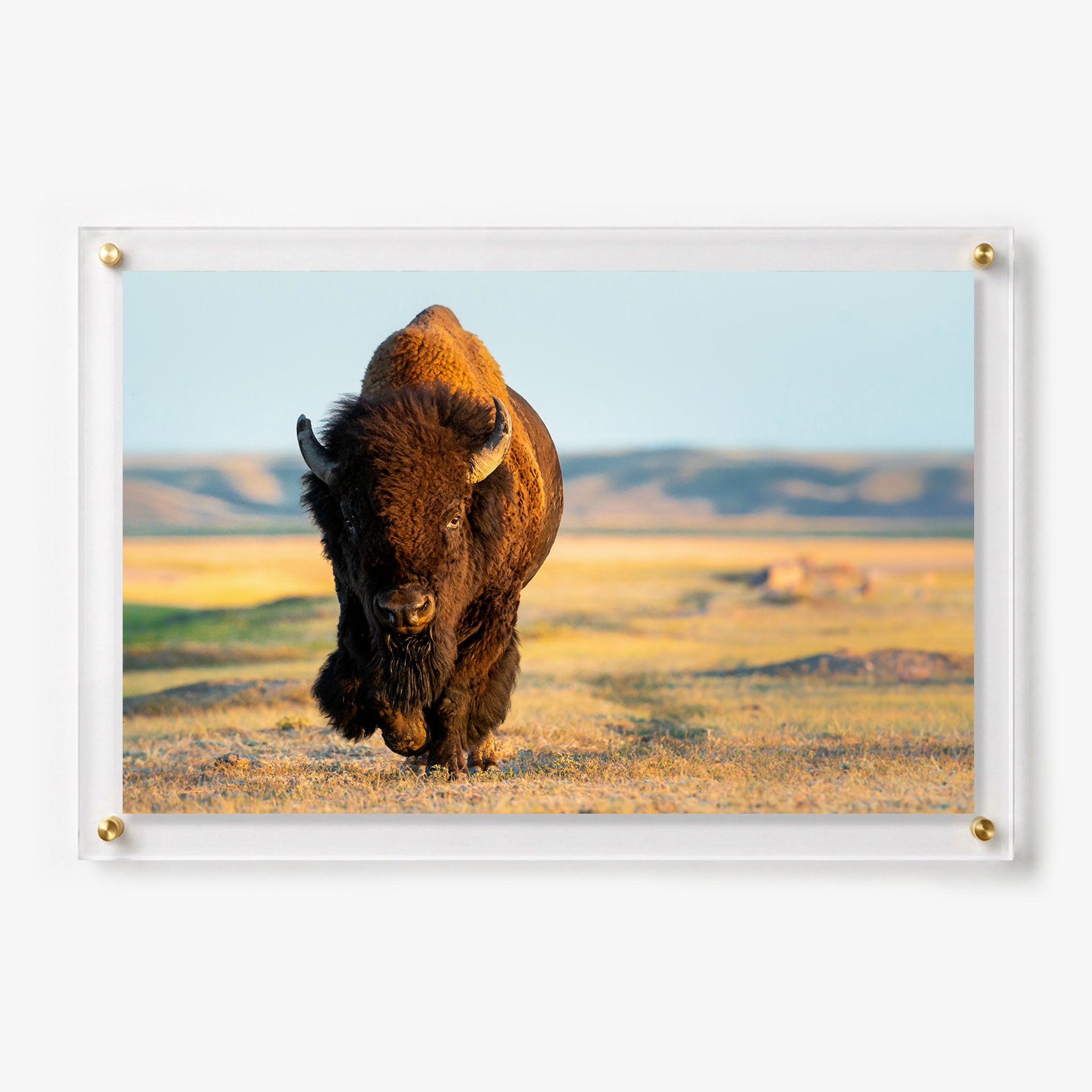 American bison walking across an open grassland in warm golden sunlight