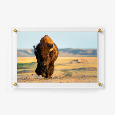 Close view of a powerful buffalo walking through a sunlit field