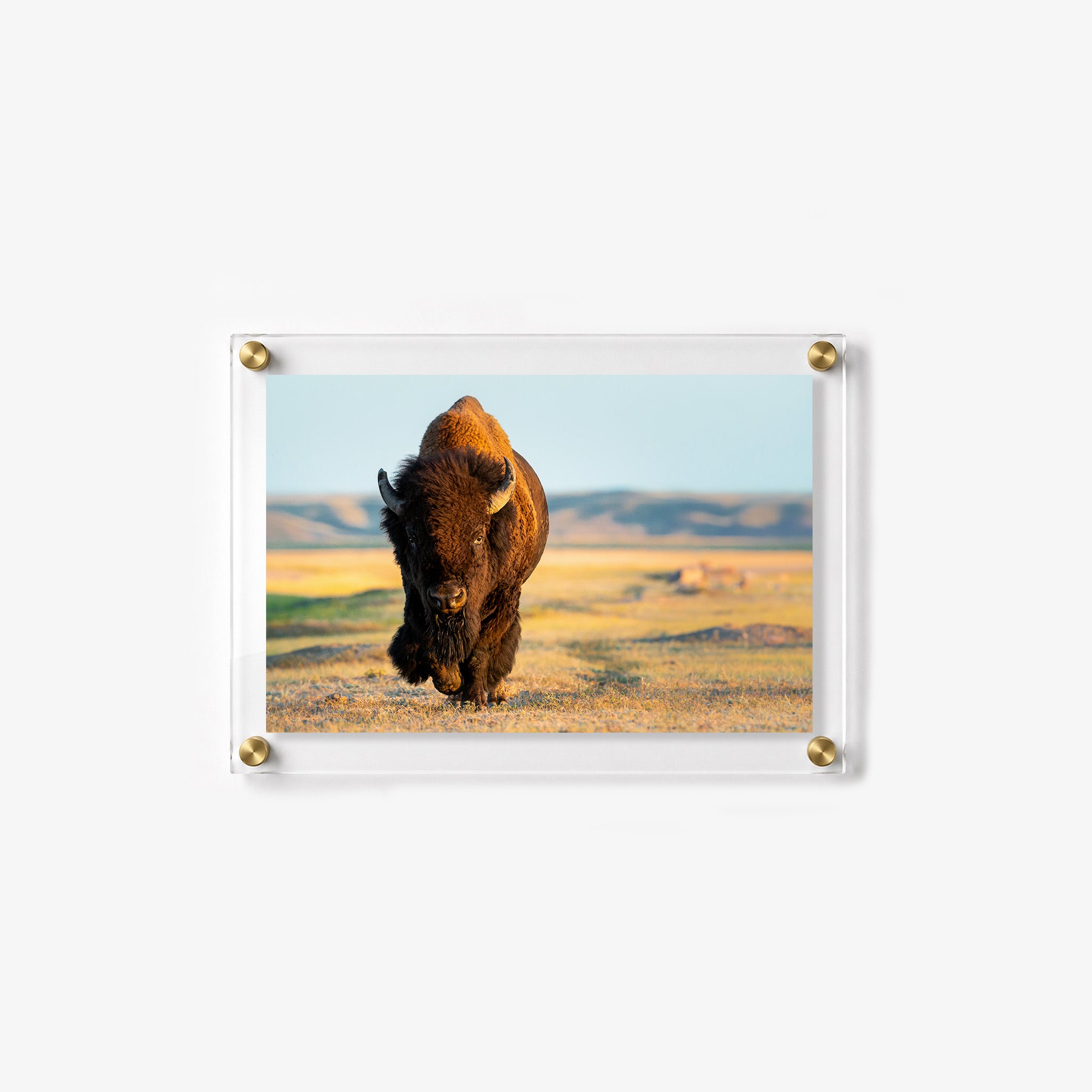Majestic bison with curved horns crossing an open grassy plain
